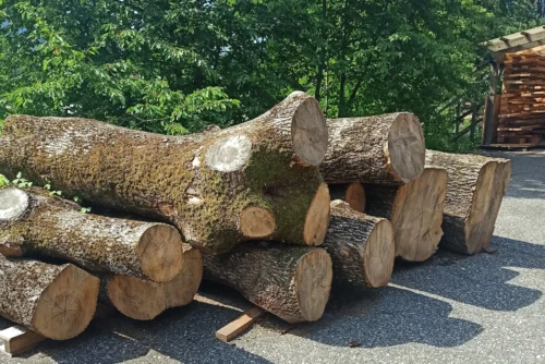 Stapel von ungeschälten Baumstämmen (Rundholz) mit moosbewachsener Rinde auf dem Außengelände unserer Tischlerei. Die Schnittflächen (Stirnholz) zeigen die Jahresringe und die natürliche Form der Stämme.